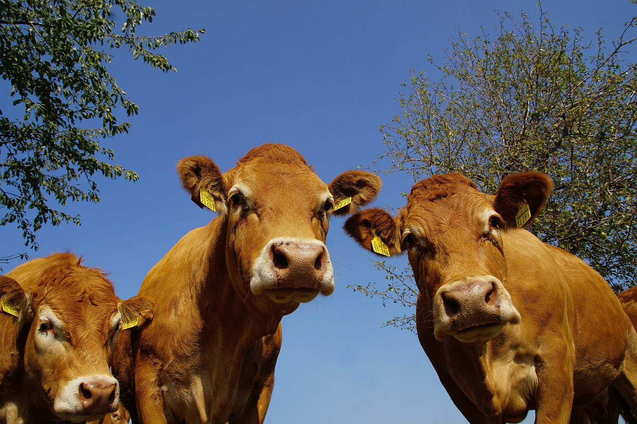 Agriculture - Alimentation