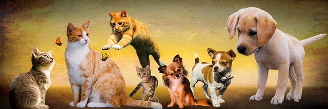 Fichier email des élevages de chiens et de chats
