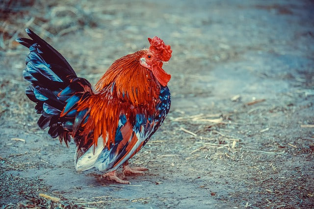 Fichier email des abattoirs