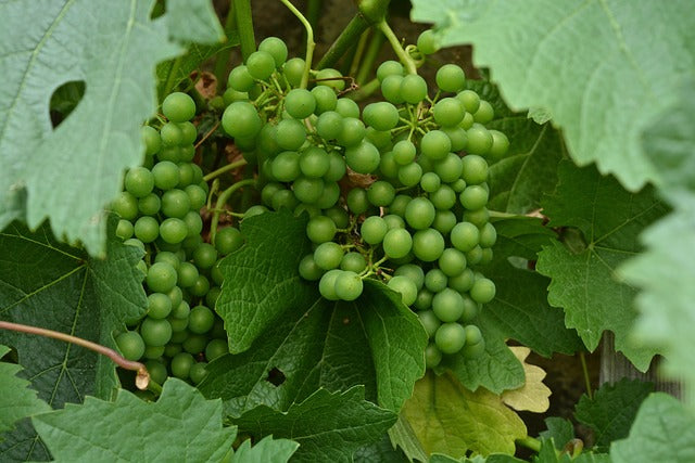 Fichier email des vignerons et viticulteurs