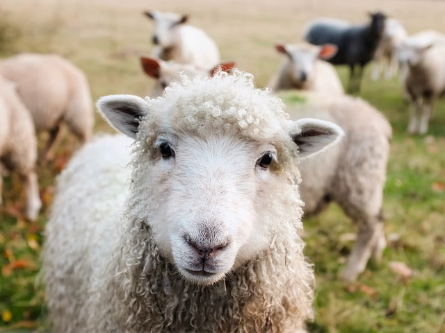 Fichier email de l'élevage de moutons et chèvres