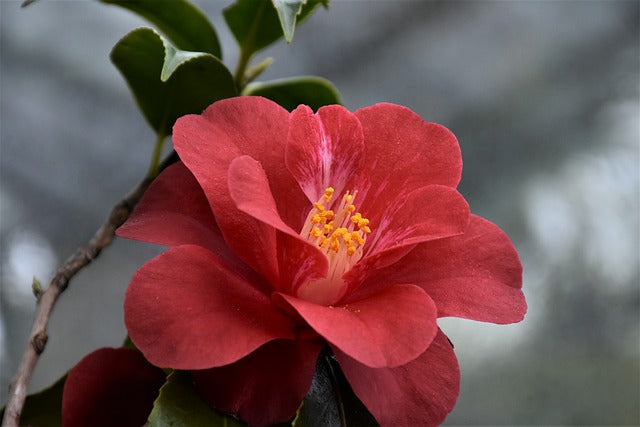 Fichier email des horticulteurs