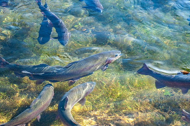 Fichier email de la pisciculture et aquaculture