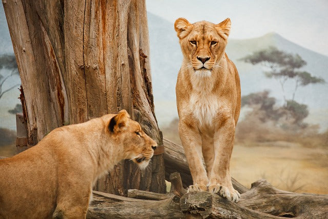 Fichier email des zoos et parcs animaliers