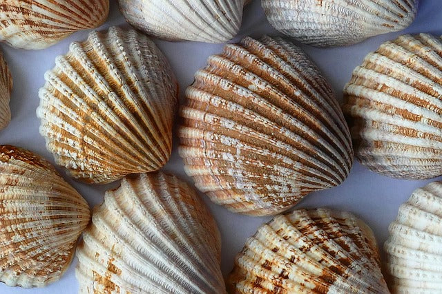 Fichier email des ostréiculteurs et producteurs d'huîtres