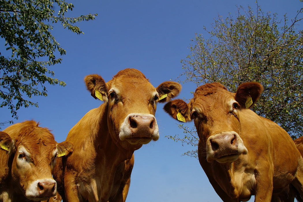 Fichier email du Limousin