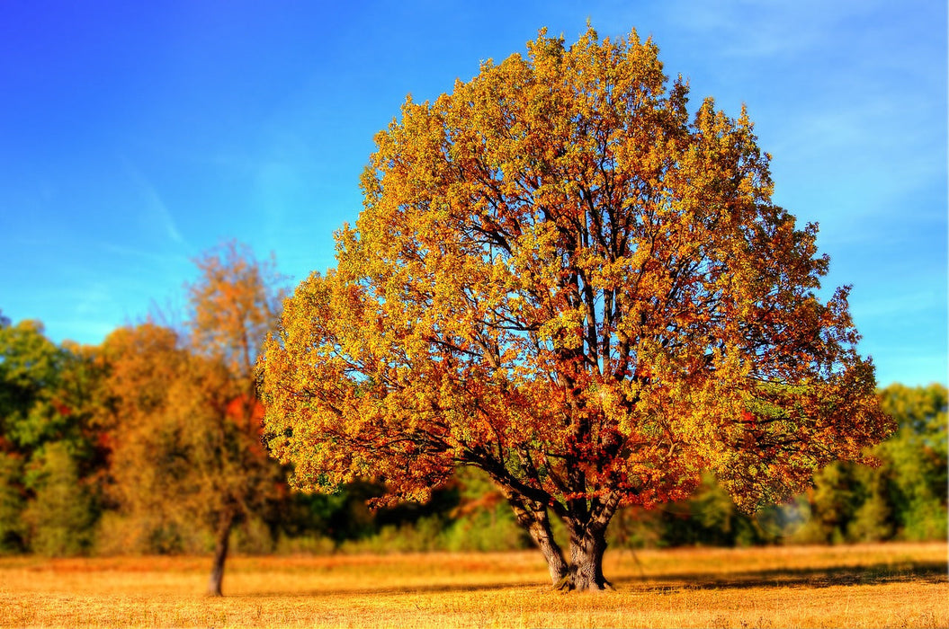 Fichier email de la Haute-Loire