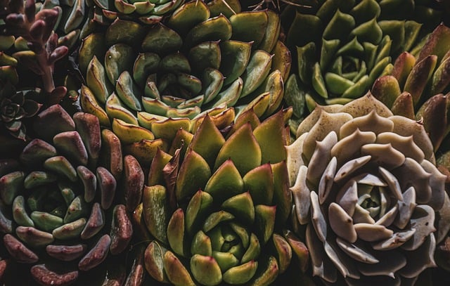 Fichier email des jardineries vente de végétaux et de plantes